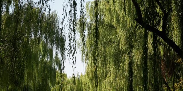 hendrik-will-P8P2L_nMGhU-unsplash